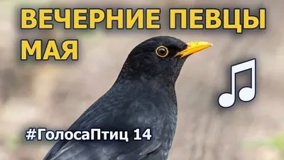 До встречи весной: птицы начали улетать на зимовку / Новости города / Сайт  Москвы