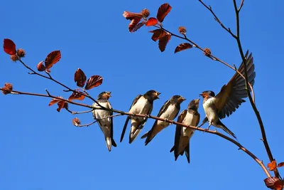 Почему перелетные птицы возвращаются весной обратно?