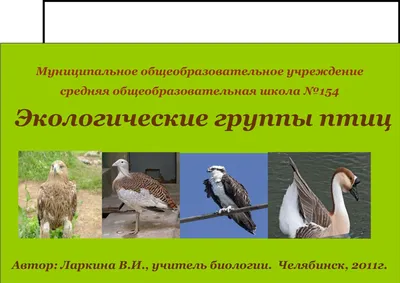 Птиц которые прилетают весной (39 фото) - красивые фото и картинки  pofoto.club