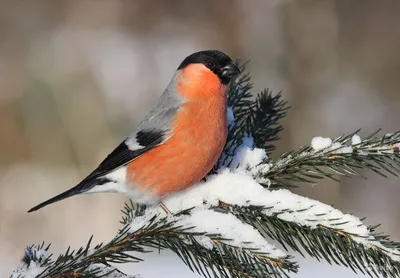 ПТИЦЫ МАРТА-2016: ОБЗОР РЕДКИХ ВИДОВ В БЕЛАРУСИ И СТРАНАХ-СОСЕДЯХ |  BirdWatch.by