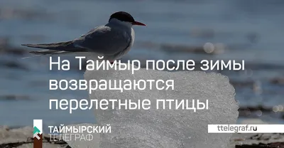 Перелетные птицы Литвы прилетают в марте