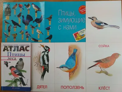 Птицы леса средней полосы - 73 фото