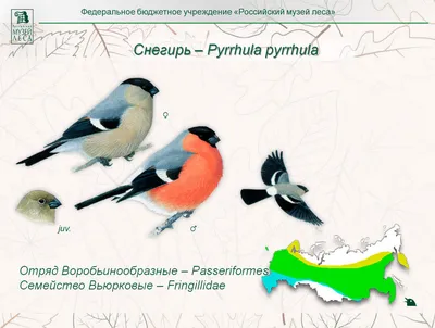 File:Птицы плавневых лесов Великого Луга.jpg - Wikimedia Commons