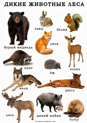 Птицы леса: 12 развивающих карточек с красочными картинками, стихами и  загадками для занятий с детьми – купить по цене: 99 руб. в  интернет-магазине УчМаг