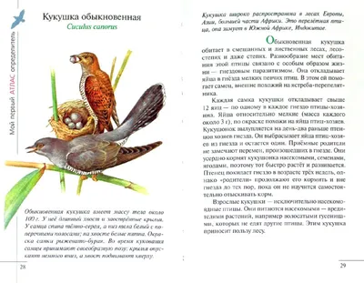 ТЕМАТИЧЕСКИЙ КОМПЛЕКС ИГР-ЗАНЯТИЙ \"ДИКИЕ ЖИВОТНЫЕ ЛЕСА\" | Картинки домашних  животных, Дикие животные, Животные