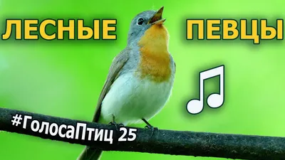 Плакат Дрофа-Медиа Животные леса и тайги 2687 - купить подготовки к школе в  интернет-магазинах, цены на Мегамаркет |