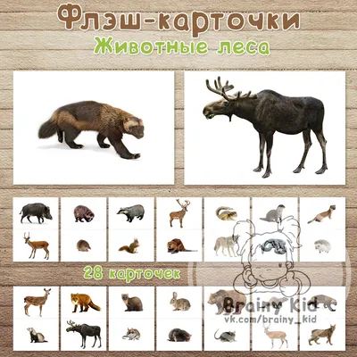 Птицы леса: 12 развивающих карточек с красочными картинками, стихами и  загадками для занятий с детьми – купить по цене: 99 руб. в  интернет-магазине УчМаг