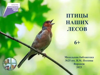 Кто где живет? Звери и птицы леса Тиходеева М.Ю. - купить книгу с доставкой  по низким ценам, читать отзывы | ISBN 978-5-00116-533-0 | Интернет-магазин  Fkniga.ru