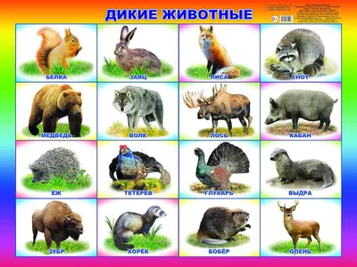 Игра на липучках «Животные леса. Лето» - Скачать шаблон | Раннее развитие