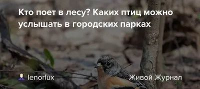 Учу дома: ТЕМАТИЧЕСКИЙ КОМПЛЕКС ИГР-ЗАНЯТИЙ \"ДИКИЕ ЖИВОТНЫЕ ЛЕСА\"