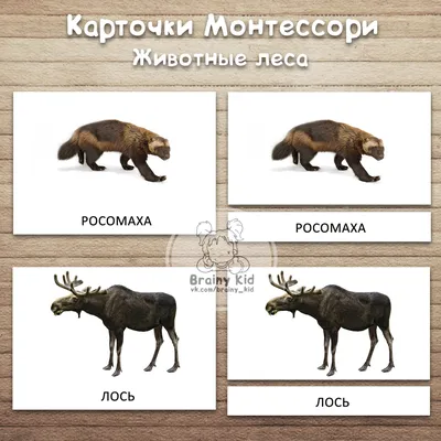 Животные леса | Удоба - бесплатный конструктор образовательных ресурсов