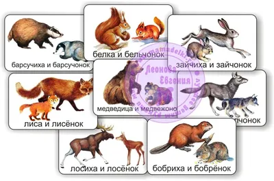 Кто поет в лесу? Каких птиц можно услышать в городских парках