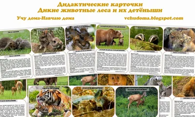 Птицы. Определитель птиц русских лесов и полей
