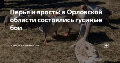 Причиной гибели диких животных в Орловской области стали агрохимикаты |  26.01.2023 | Орел - БезФормата