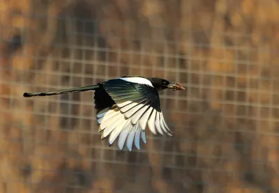 Birds of Russia and Crimea | Птицы России и Крыма's Journal · iNaturalist