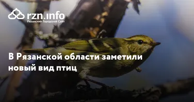В Борках Рязанской области появится парк «Белые птицы» и «Музей Оки» |  ОБЩЕСТВО | АиФ Рязань