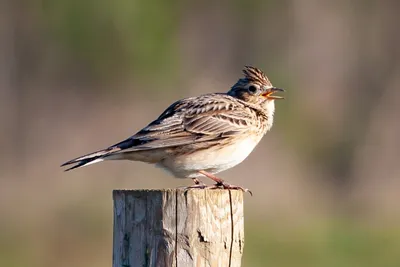 Жизнь птиц « Fotoparus
