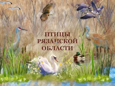 Лесные птицы, Клёст,Чиж,Репел купить на Зозу.ру