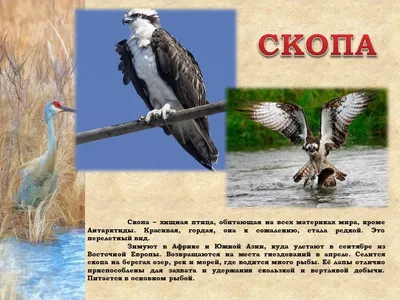 Еще 16 птиц: люди продолжают находить тушки мертвых пернатых в Дягилеве