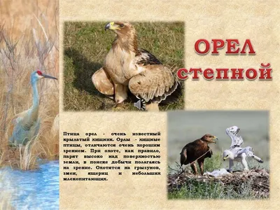 Кто или что убивает птиц в Рязани? - RG62.iNFO -  информационно-аналитический портал