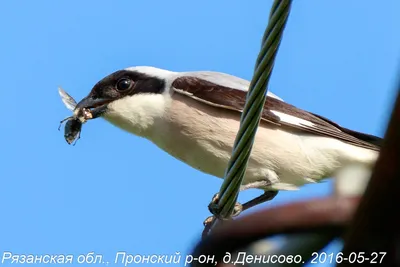 Подведены итоги Евразийского учета птиц 2022 года в России - Сайт  национального парка \"Смоленское поозерье\"