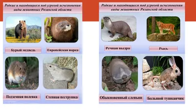 Страшнее коронавируса. В Рязани вновь нашли мертвых птиц — Новости — город  Рязань на городском сайте RZN.info