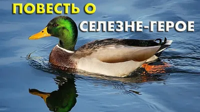 Презентация \"Животные Рязанской области\" по окружающему миру – скачать  проект
