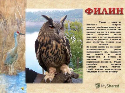 Редкие виды хищных птиц Самарской области
