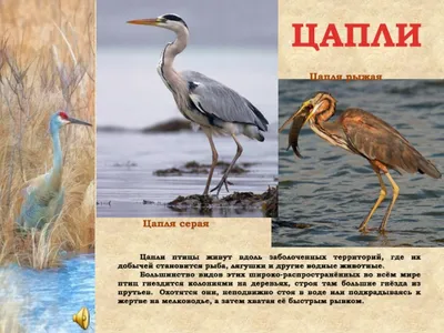 Результаты исследования на грипп птиц (дикая птица) на территории Рязанской  области | ГБУ РО Рязанская областная ветеринарная лаборатория г.Рязань
