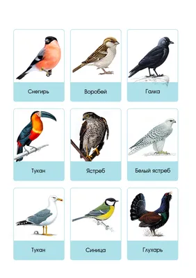 Карточки \"Птицы\" | Картинки домашних животных, Птицы, Природоведение