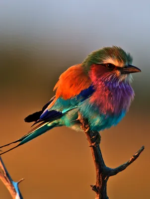 Яркие птицы россии - 67 фото