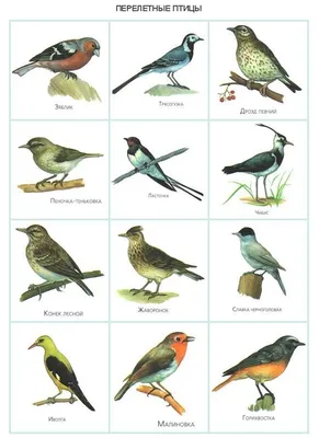 птицы россии книги - Поиск в Google | Птицы, Зоология, Животные