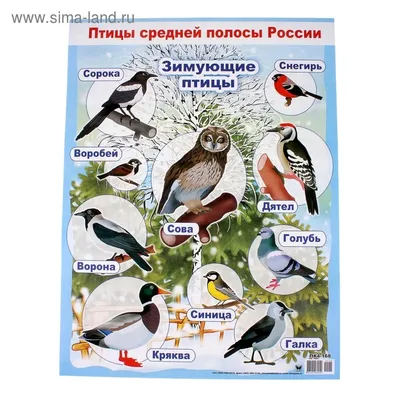 Картинки с названиями зимующих птиц (19 лучших фото)