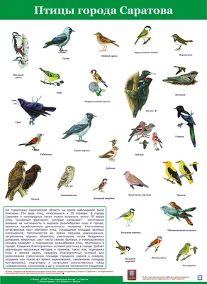 картинки птиц для детей с названием скачать для распечатки