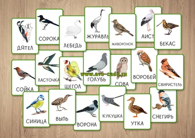 Птицы И Книги Фото – Telegraph
