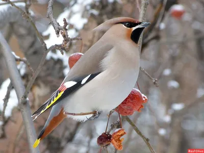 Птицы средней полосы россии зимой - 64 фото