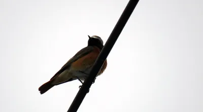 Какие птицы остаются зимовать? — Видео | ВКонтакте