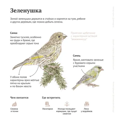 10 видов птиц, которых можно увидеть зимой в Средней полосе | Полевой  дневник | anna.grus | Дзен
