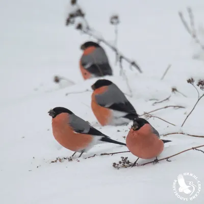 Птицы средней полосы россии зимой - 64 фото