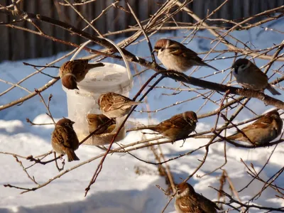 Птицы зимой | Как помочь птицам зимой | Кормушка для птиц: Статья: Помощь  птицам зимой - доброе дело каждого