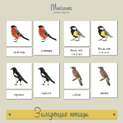 Красивые птицы зимой. Зимующие птицы у кормушки. Birds Russia. - YouTube