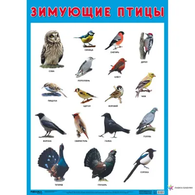 Птицы украины фото каталог фотографии
