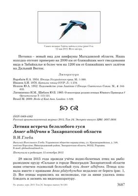 Настоящая модель скелета курицы купить в Белой Церкви и Украине ⭐ БИОВЕТ,  арт: Chicken SS