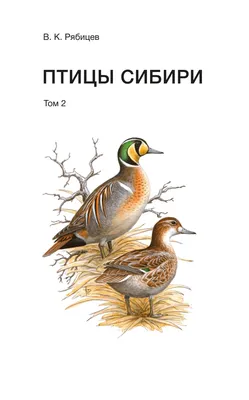 Проект «Птицы Южного Урала» для старшей группы (3 фото). Воспитателям  детских садов, школьным учителям и педагогам - Маам.ру