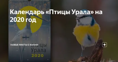 Иллюстрация 31 из 38 для Птицы Урала, Приуралья и Западной Сибири.  Справочник-определитель - Вадим Рябицев |