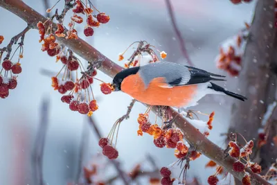 Птицы зимой фото