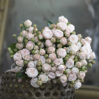 Заказать Пудровая роза за 180 руб. в городе Артёме - «Маргаритка»
