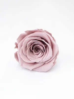 Поражающие своей красотой пудровые Розы Akito✨✨✨. . Не забывайте баловать  своих близких, родных и любимых цветочными посланиями✨✨✨. . | Instagram