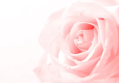 Букет с пионовидными розами «Пудровый рассвет» - «Цветы художника»