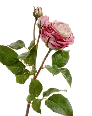 Искусственное растение - Розы пастельные пудровые, цена 239,4 руб., артикул  32194-4
